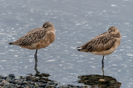 Two Marbled Godwits standing in a river, British Columbia, Canada