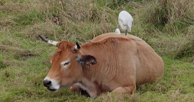 Cattle Egret on cow cleaning his feathers