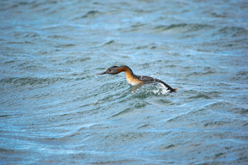 Podiceps major, Macá grande, Huala surcando las olas.