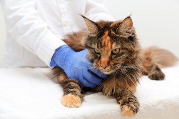 Veterinarian holding, examining and cuddling maine coon cat on the examination table. Veterinary clinic, vet care, animal hospital .