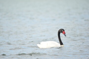 Cisne de cuello negro flotando en un lago, Cygnus melancoryphus.