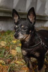 little toy terrier is walking in the autumn leaves