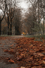 wet fallen leaves lie after the rain