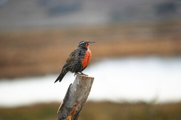 Ave negra y naranja posada sobre poste. Loica, Leistes loyca.