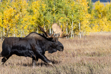 Bull Moose During the Rut in Wyoming in Autumn