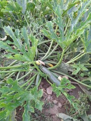 fruits and vegetables that are on your plant before being picked