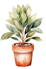 House plant in pot, watercolor illustration, isolated clipart on white background, green leaves, flower