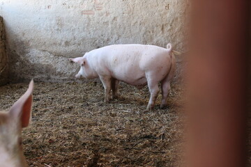 image of a funny pig