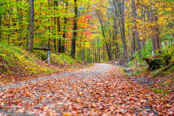 Fall, autumn, image of a long paved trail extending in the distance with orange leaves on the...