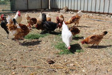 laying hens eat grass in a pen, under the sun