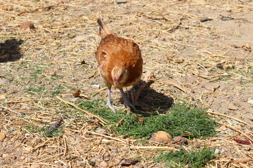 laying hens eat grass in a pen, under the sun