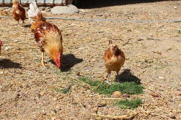 laying hens eat grass in a pen, under the sun