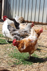 laying hens eat grass in a pen, under the sun