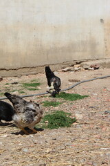 laying hens eat grass in a pen, under the sun