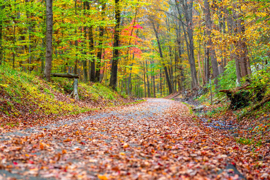Fall, autumn, image of a long paved trail extending in the distance with orange leaves on the ground.	