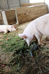 image of a funny pig
