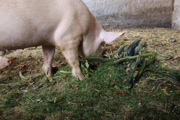 image of a funny pig