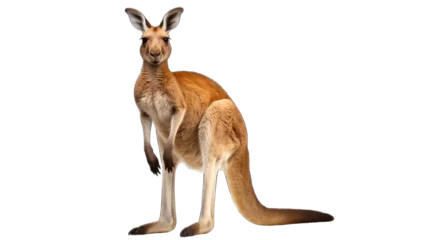 Selbstklebende Fototapeten kangaroo isolated on a transparent background. © png-jpeg-vector