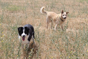 two happy dogs take a walk in the countryside