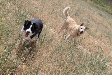 Naklejka na ściany i meble two happy dogs take a walk in the countryside