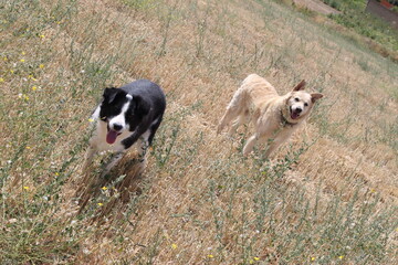 two happy dogs take a walk in the countryside