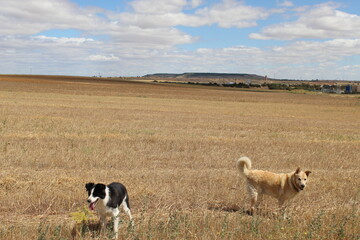 two happy dogs take a walk in the countryside