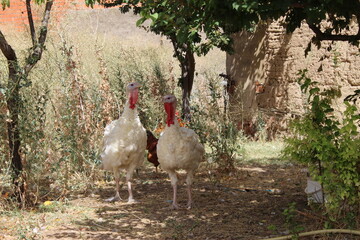 a white turkey in nature