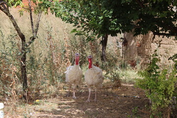 a white turkey in nature