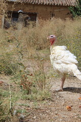 a white turkey in nature