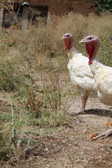 a white turkey in nature