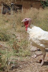 a white turkey in nature