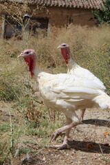 a white turkey in nature