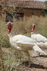 a white turkey in nature