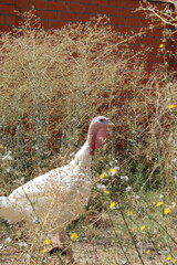 a white turkey in nature