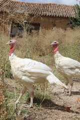 a white turkey in nature