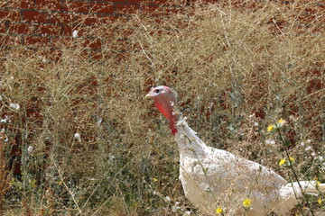 a white turkey in nature