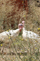 a white turkey in nature