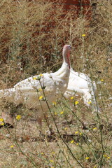 a white turkey in nature