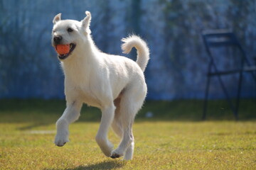 White puppy running with a ball in its mouth