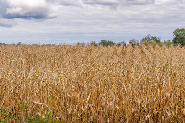 Fall, autumn, photo of a dried corn field prior to the harvest.
