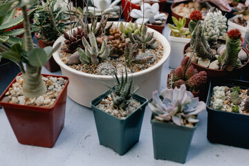 Succulent plants and cactus in pots for sale in street market. Blurred Background. Close-up. Selective focus