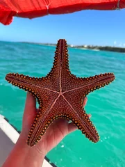 Fotobehang starfish à zanzibar  © bouzid