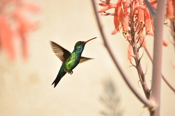 Picaflor verde con garganta verde azulada y pico rojo, merodeando flores de aloe. 
Picaflor verde, Chlorostilbon lucidus.