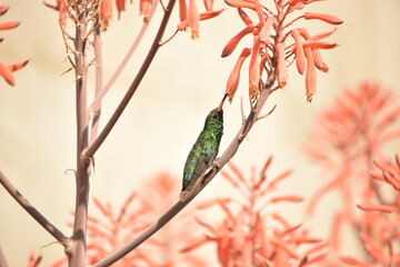 Picaflor verde con garganta verde azulada y pico rojo, sentado tomando el néctar de flores de aloe. 
Picaflor verde, Chlorostilbon lucidus.