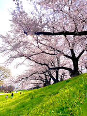 青空の元、堤防沿いの満開の桜並木の中お花見する人たち