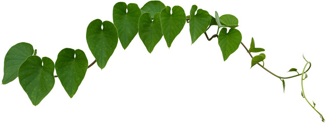 Vine plant, Branch creeper leaf green, Liana tropical nature.