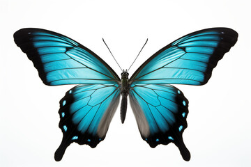 A Photorealistic Close-Up: Meticulously Detailed Butterfly in Striking Black and Aquamarine on Pure White Background - Precision and Comprehensive Nature Photography of an Accurate and Detailed Insect