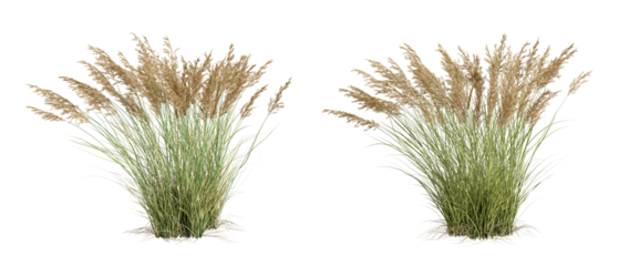 Reeds isolated on white background