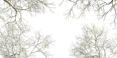 Branches of a tree in winter on white background