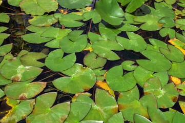 lotus leaves in water.